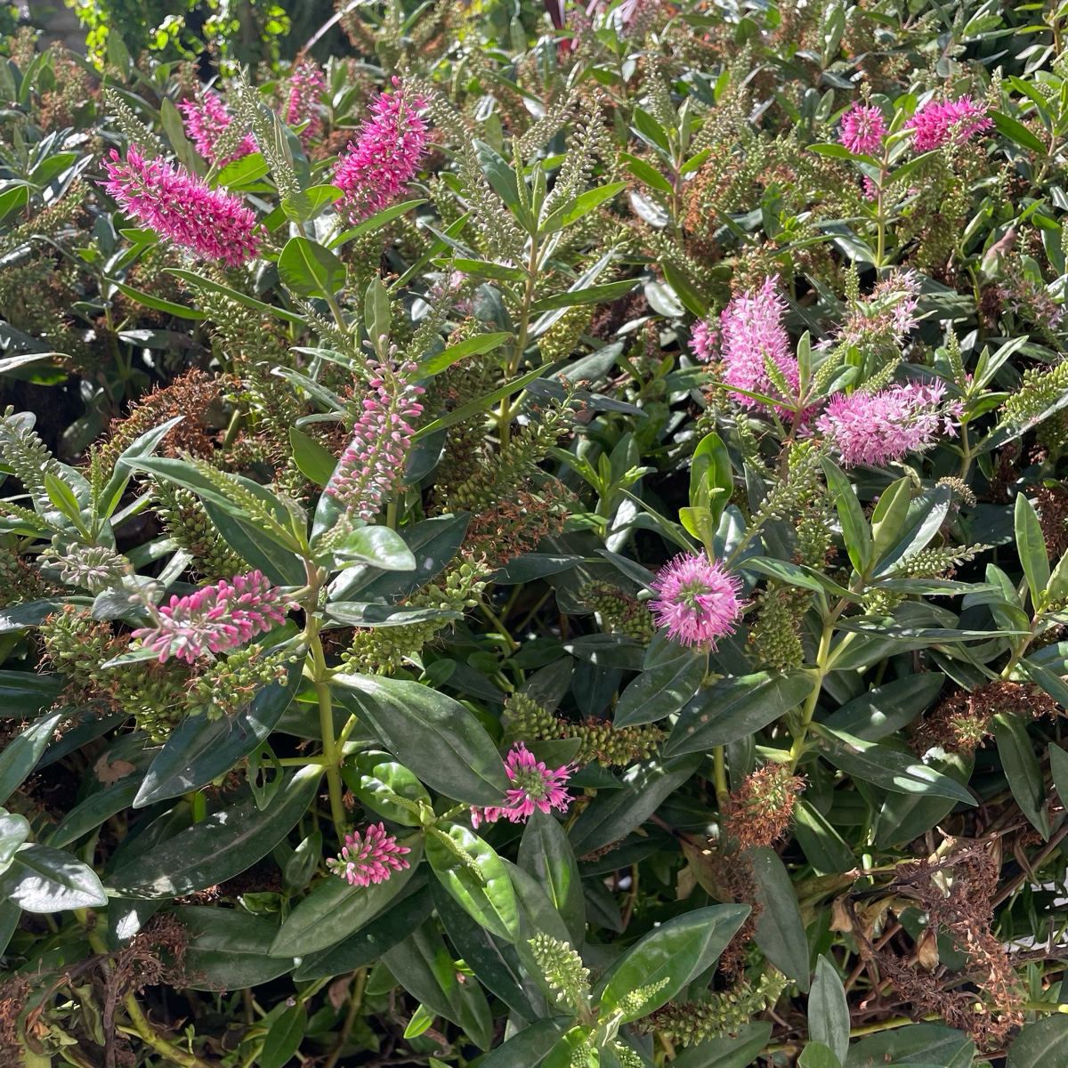 Long-step flower-pink flower