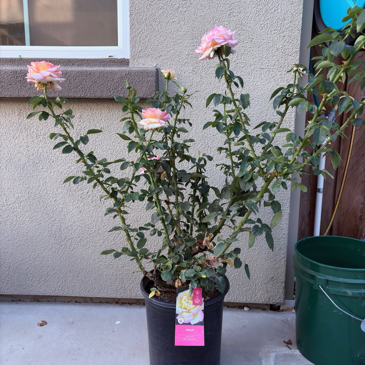 Peace Rose