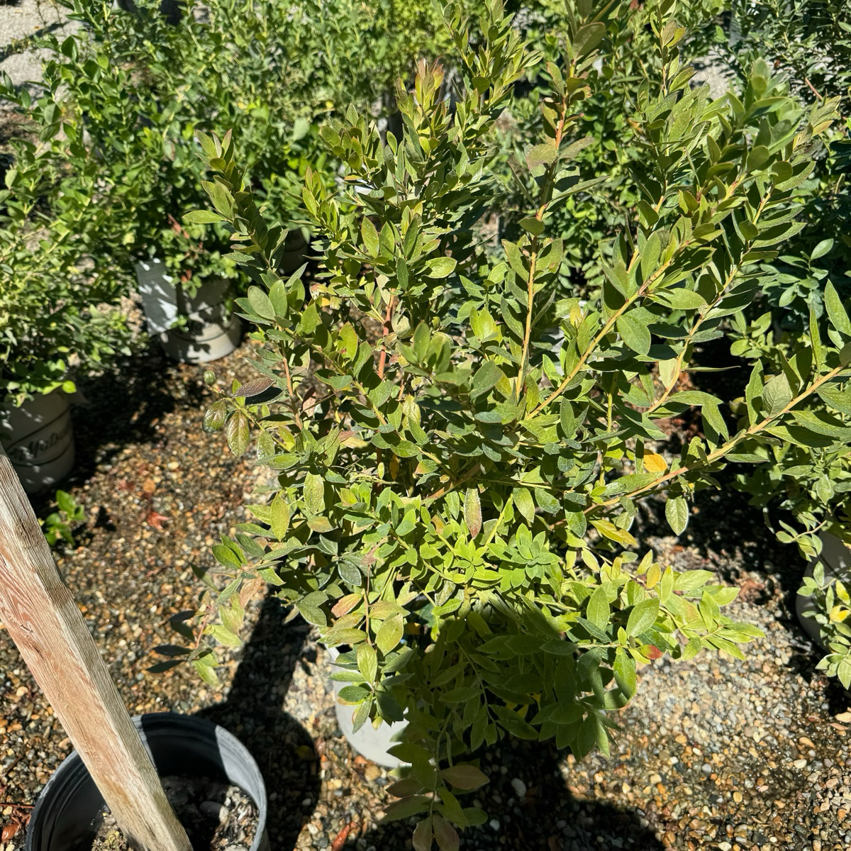 Sunshine Blue Shouthern Highbush Blueberry