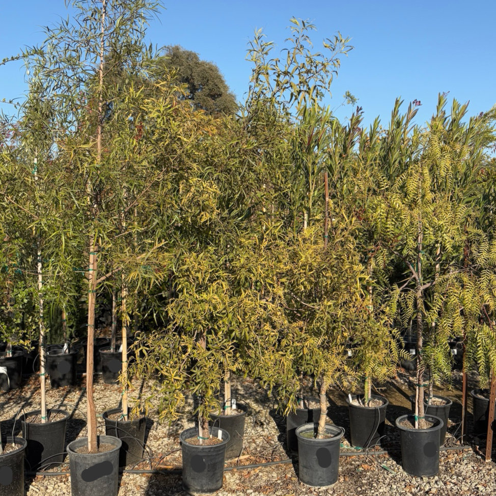 Rhus Lancea