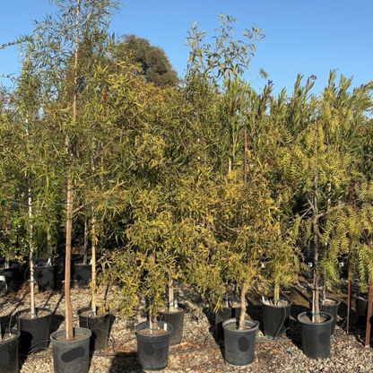 Rhus - African Willow