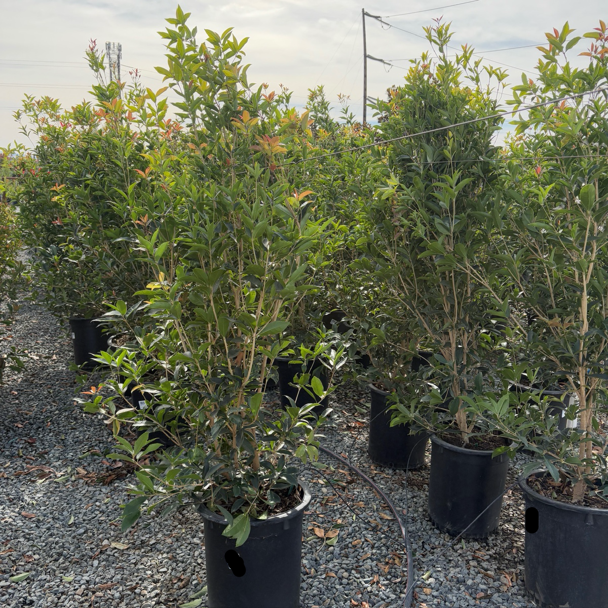 White Osmanthus