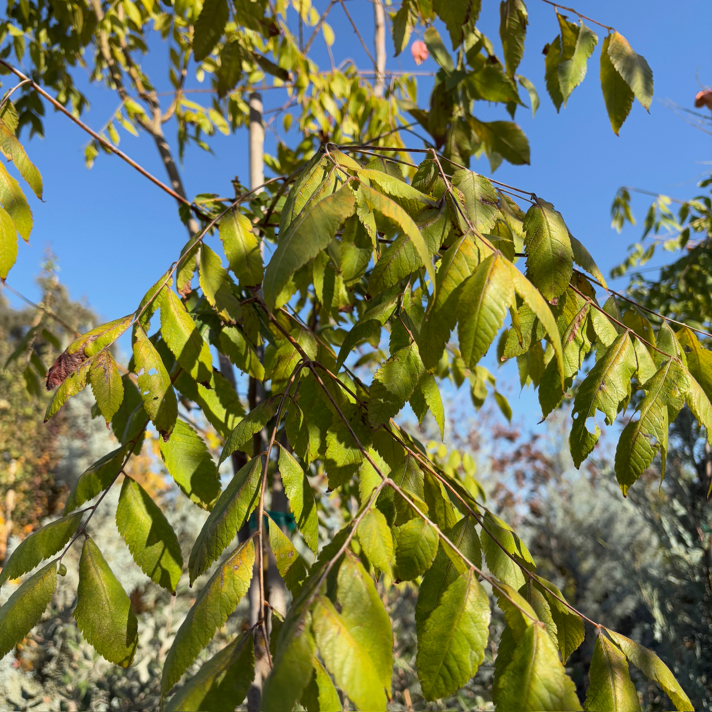 Acacia-Narrow-leaved Acacia