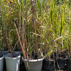Sugarcane