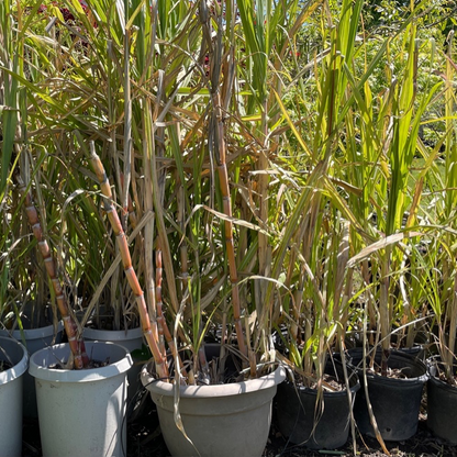 Rare Fruit Tree-Sugarcane Tree