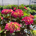 Glowing Embers Bigleaf Hydrangea