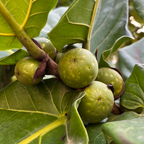 Ficus ‘lyrata’