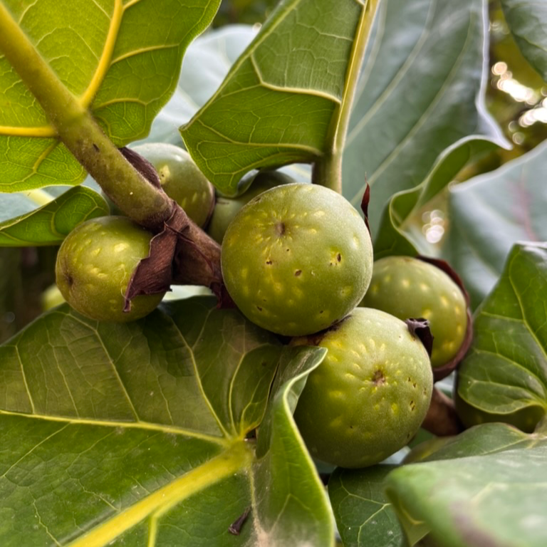 Ficus ‘lyrata’
