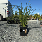 非洲鸢尾-金鸢兰