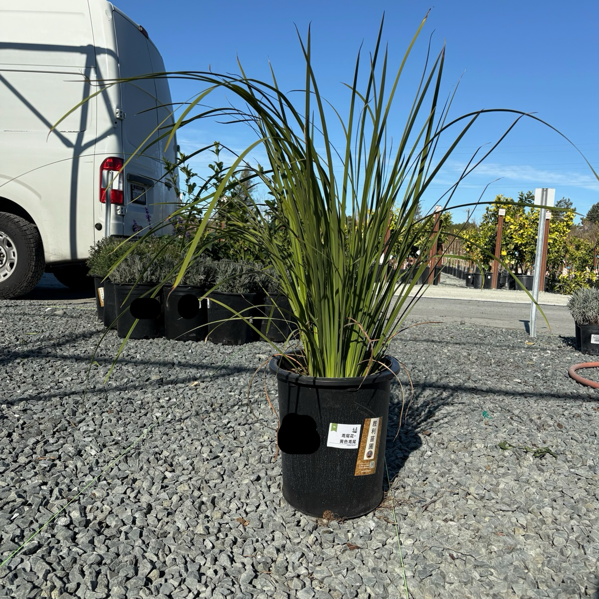 非洲鸢尾-金鸢兰