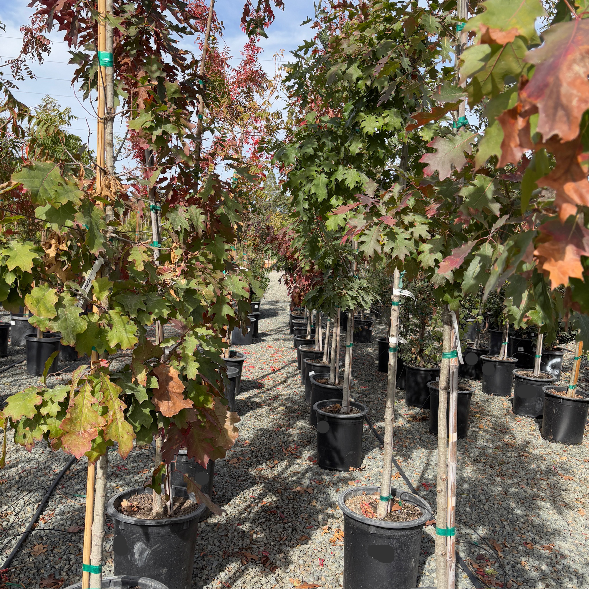 Red Oak