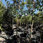 Emerald Sunshine®  Chinese Elm