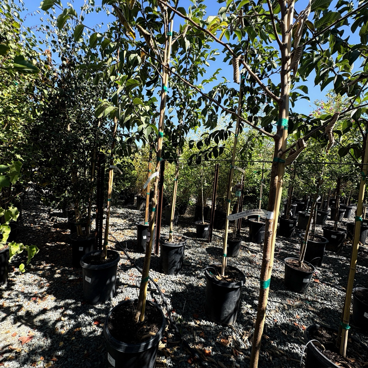 Emerald Sunshine®  Chinese Elm