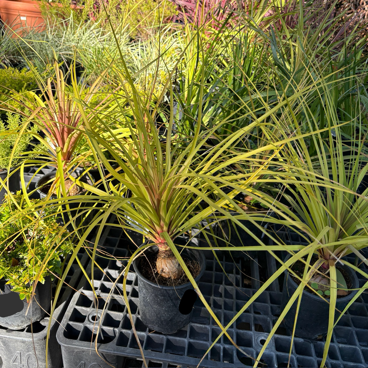 Pony Tail  Palm