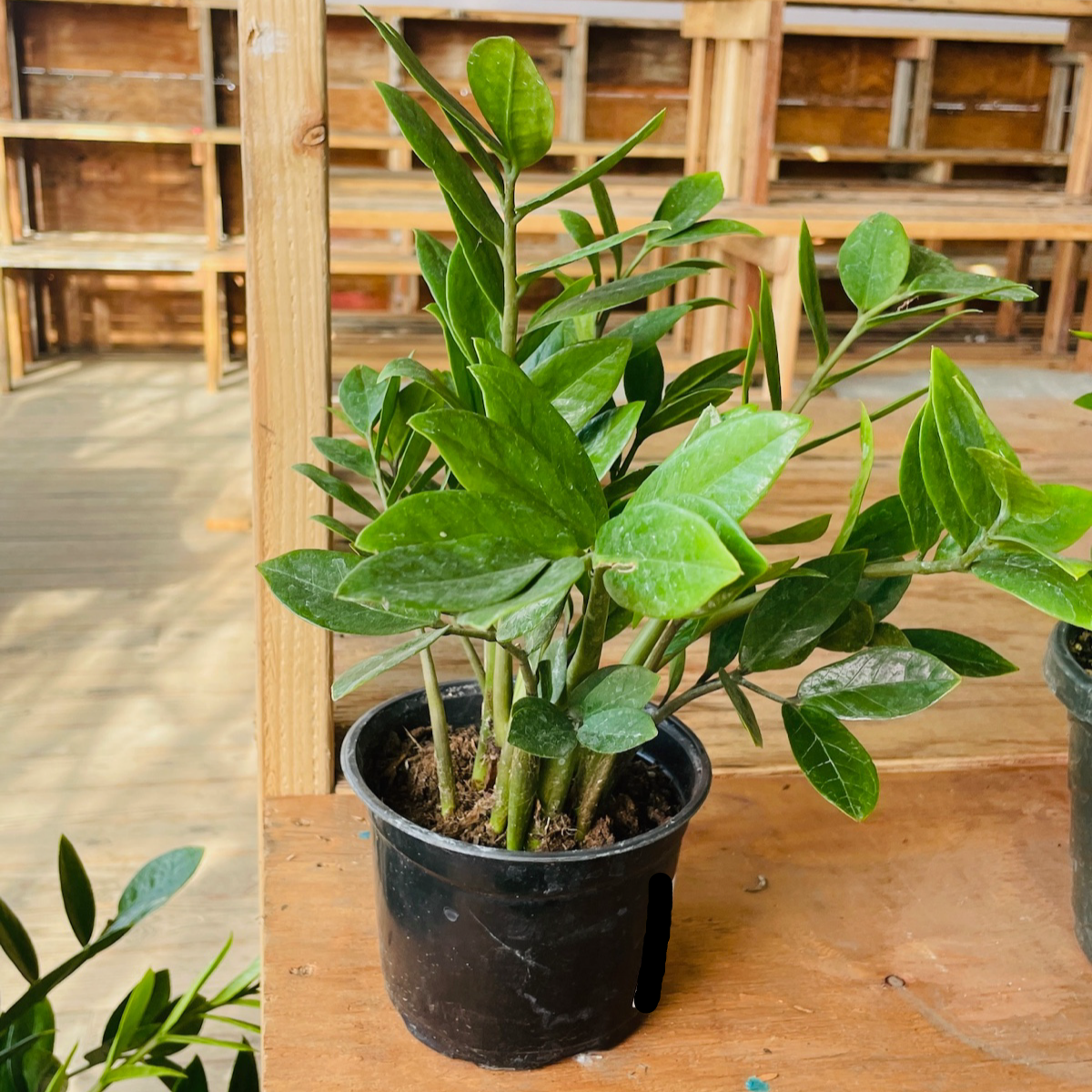 Money Tree-Green 