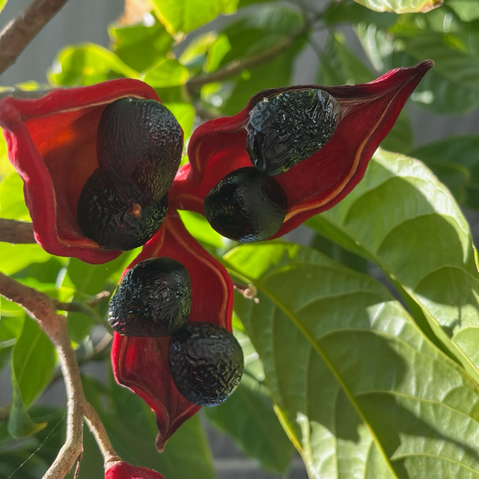 Rare fruit tree - Eichhornia crassipes/Sterculia serrata