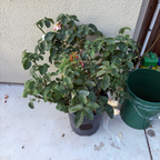 茶香月季-红双喜