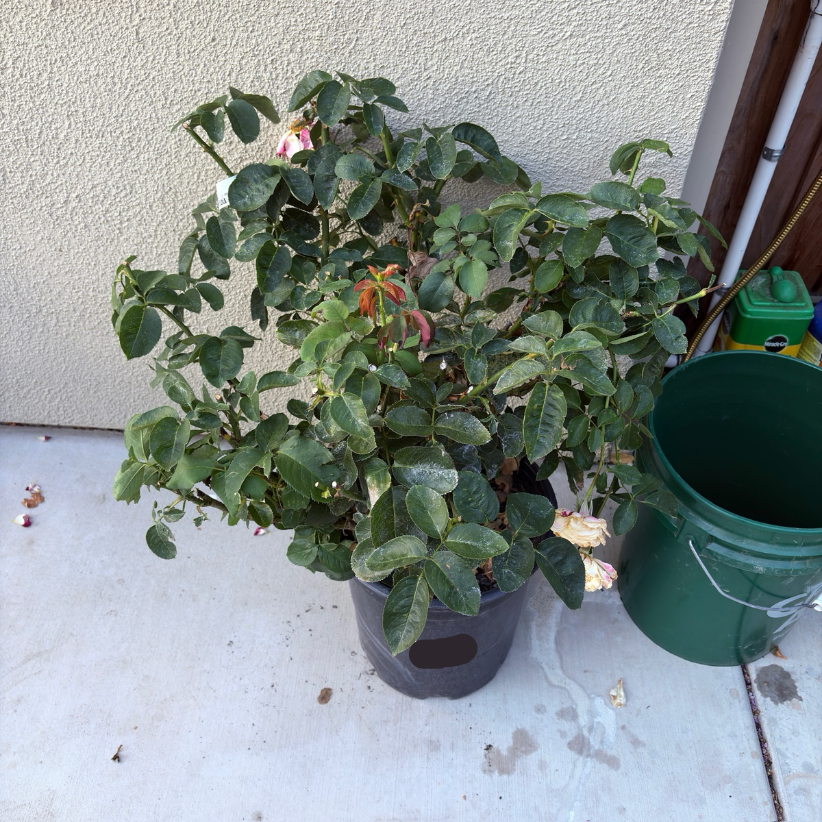 茶香月季-红双喜