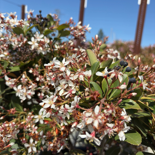 Clara white Indian Hawthorn