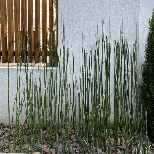 Equisetum arvense