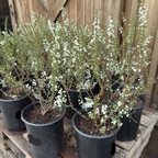 Bridal Wreath Spirea