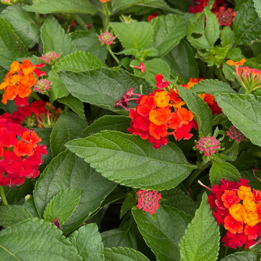 Radiation Lantana