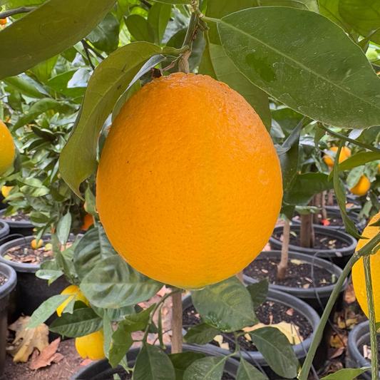 夏季脐橙