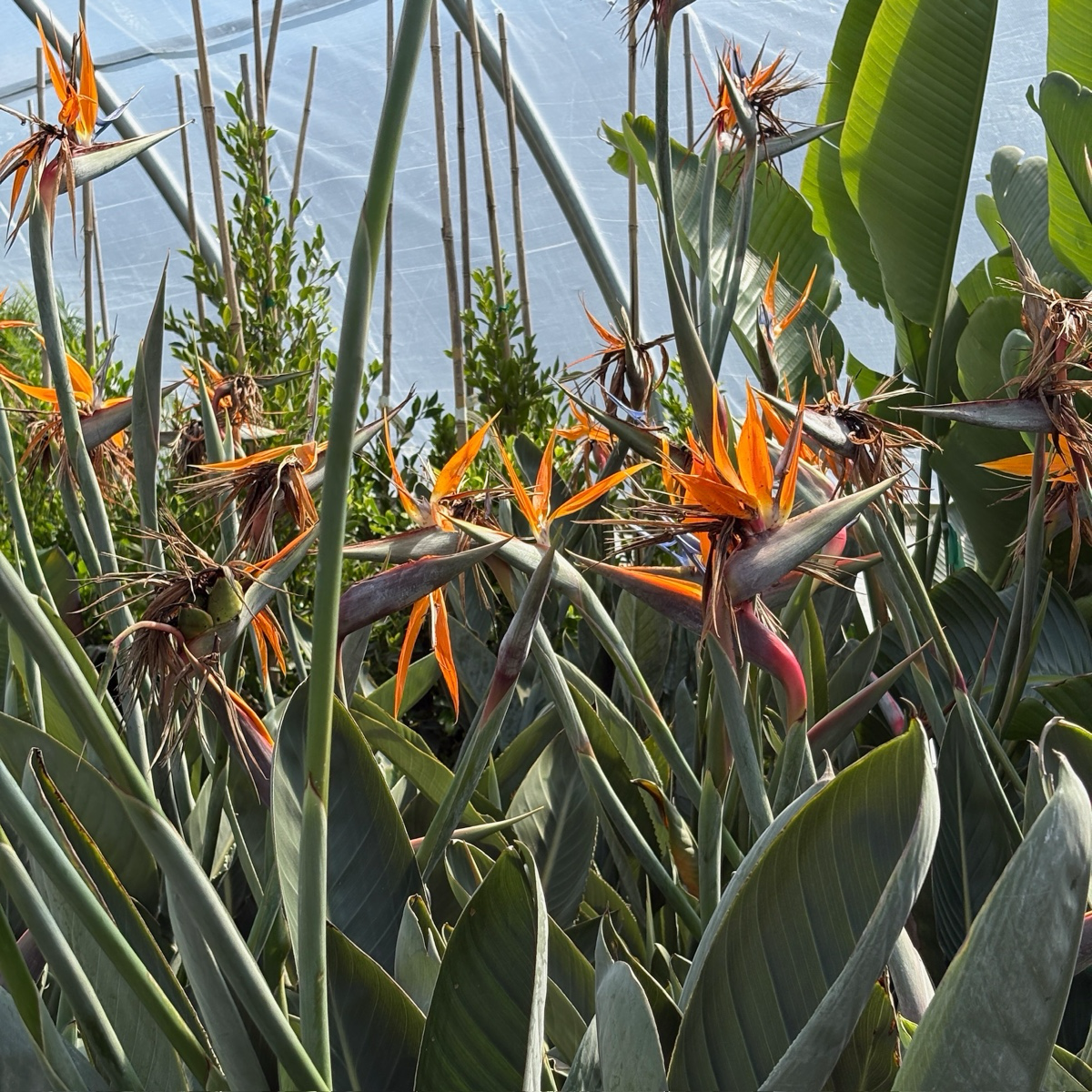 Bird Of Paradise