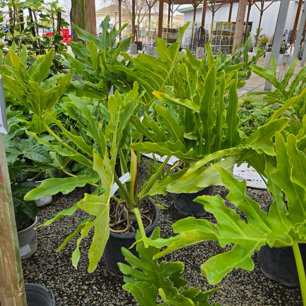 Big Leaf Philodendron