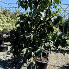 白花色奇迹四照花