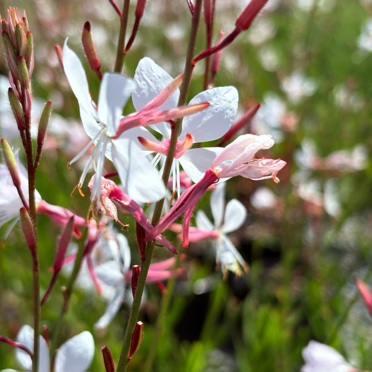 Gaura