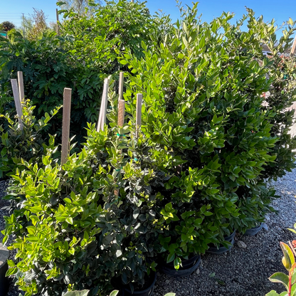 Japanese Ligustrum lucidum