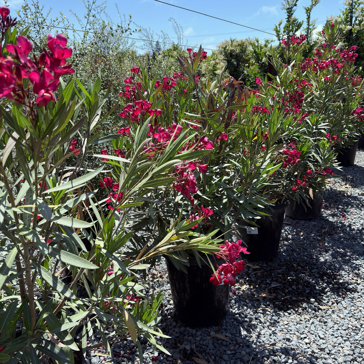 Single Red Oleander