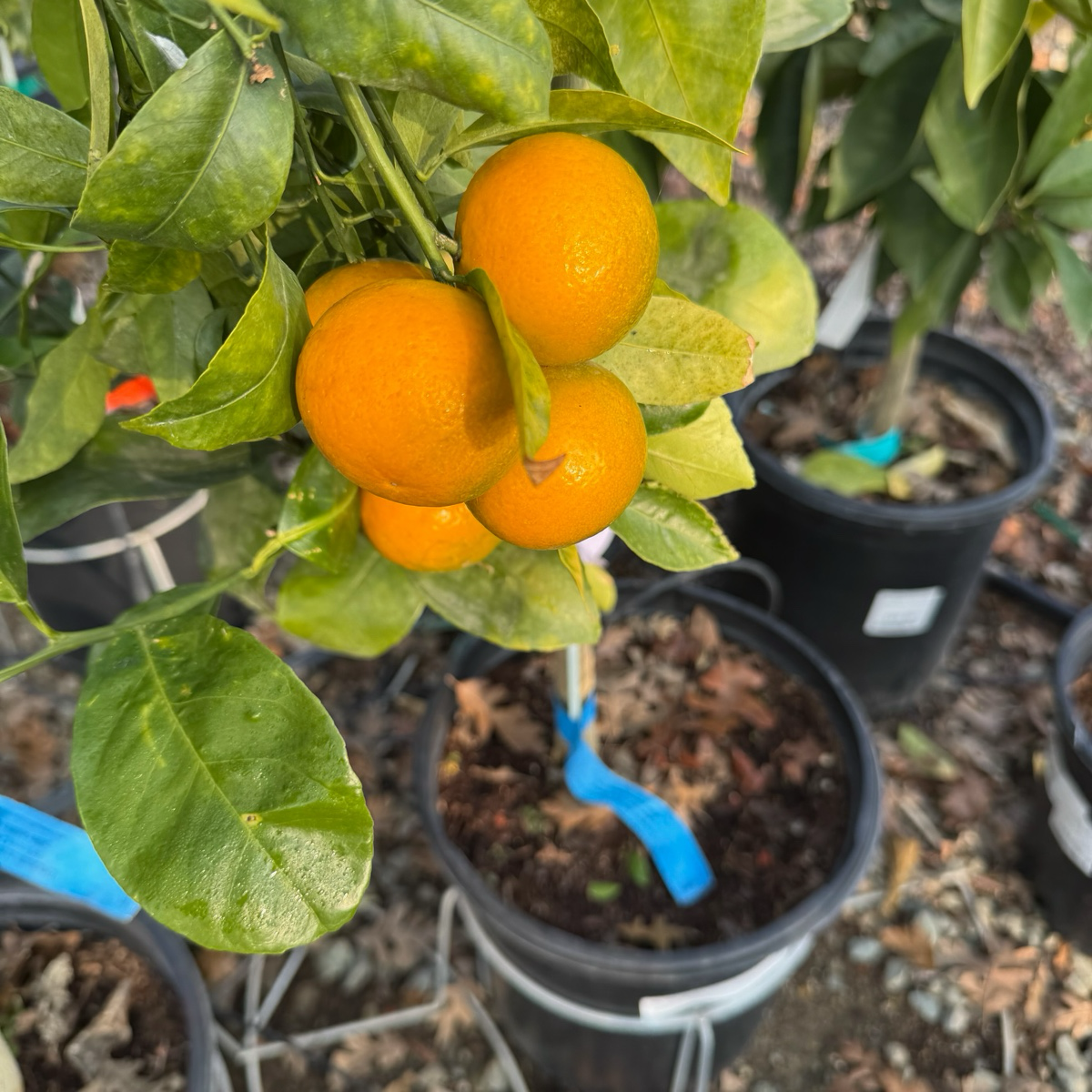 Kishu Seedless Mandarin 