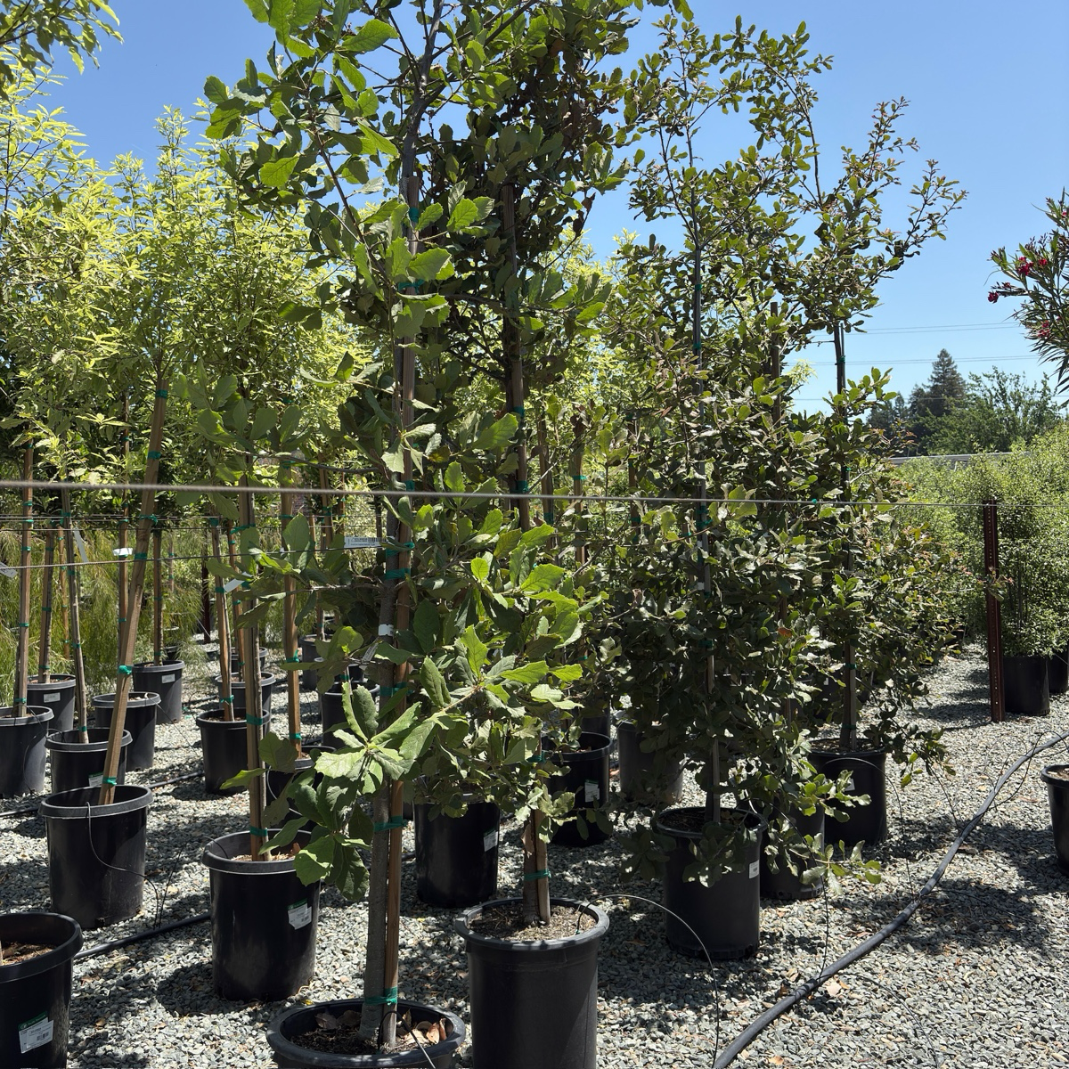 Netleaf Oak