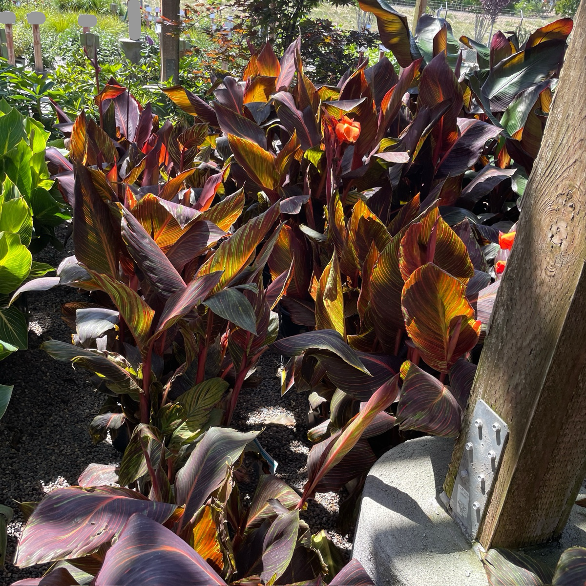 Tropicanna® Canna