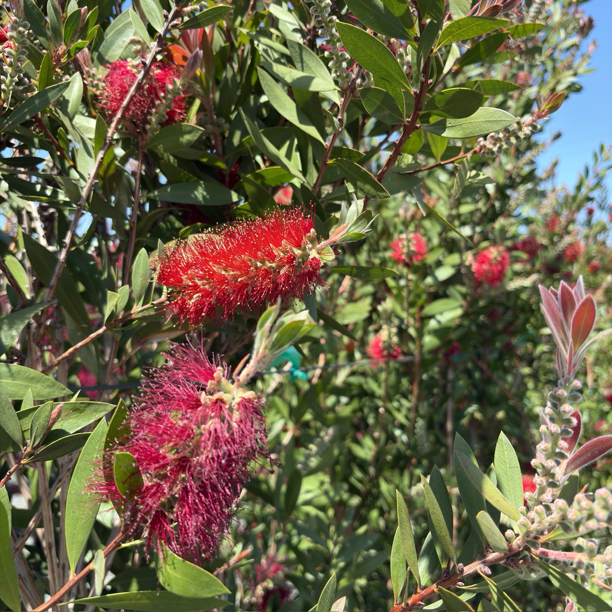Bottlebrush Patio