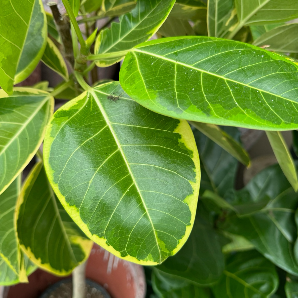 Rubber Tree-Red Guan Gong