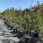 奥克拉马紫荆花