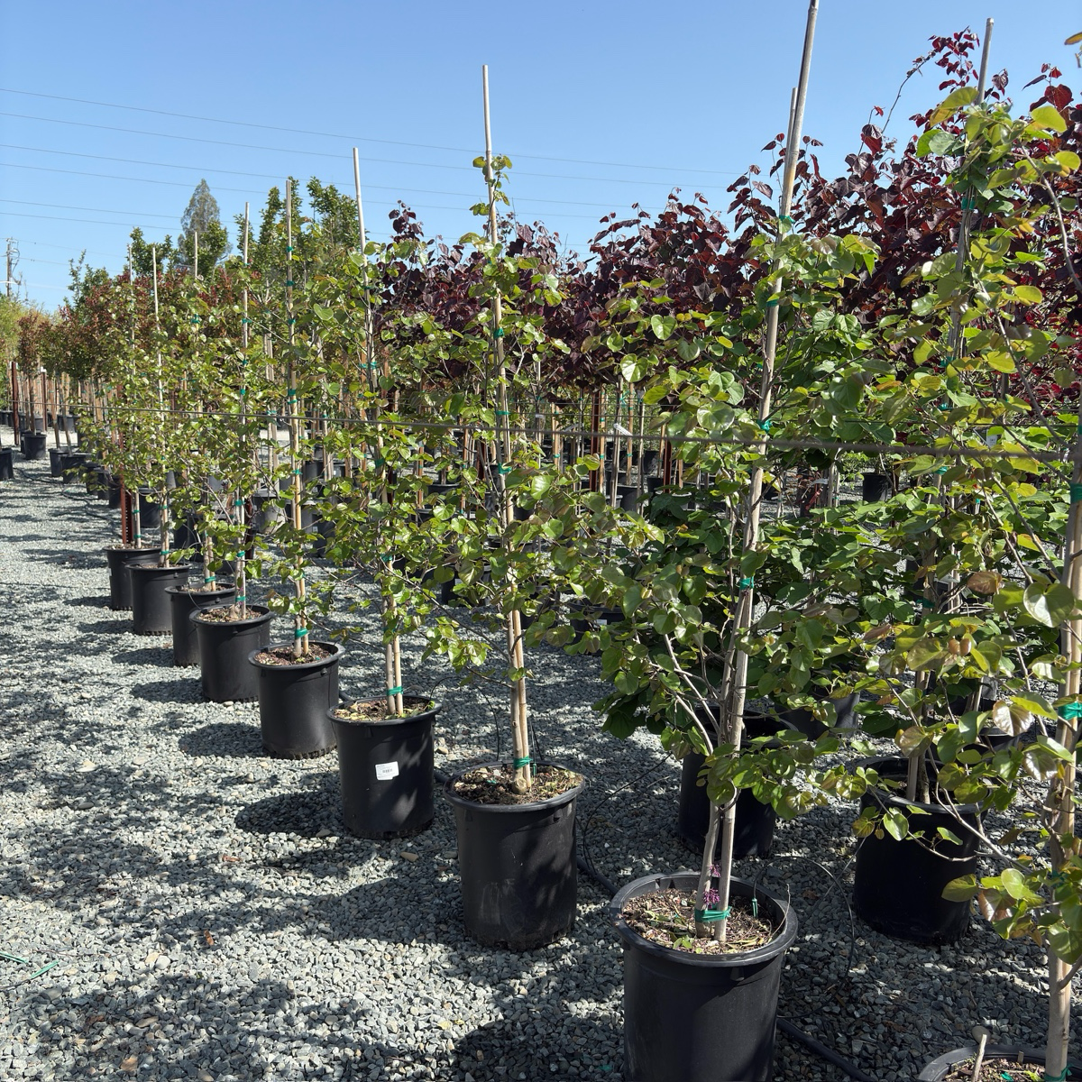 奥克拉马紫荆花