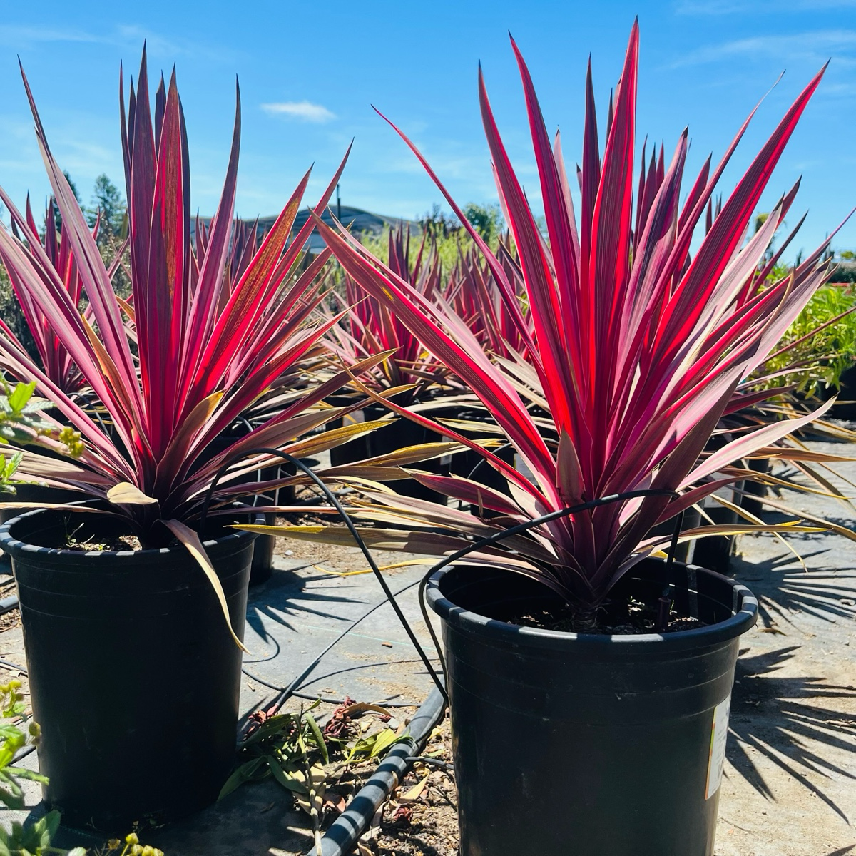 Australian Cordyline-Red Leaves