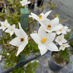 白悬星花