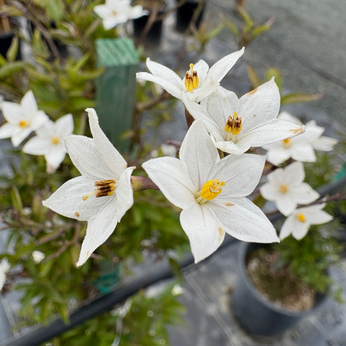 白悬星花