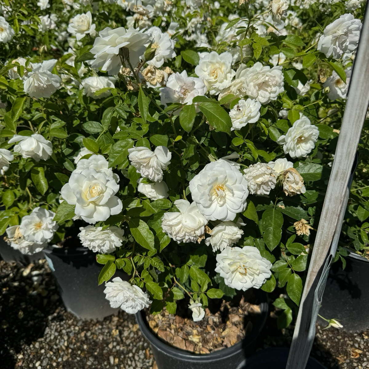 Iceberg Floribunda Rose