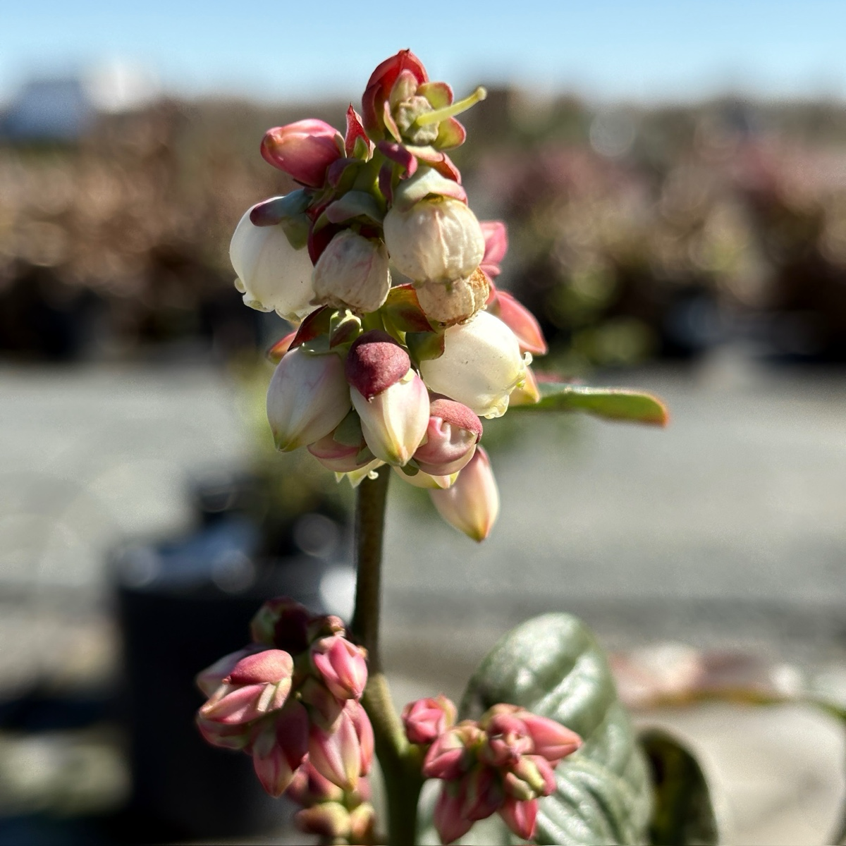 Jubilee Shouthern Highbush Blueberry 