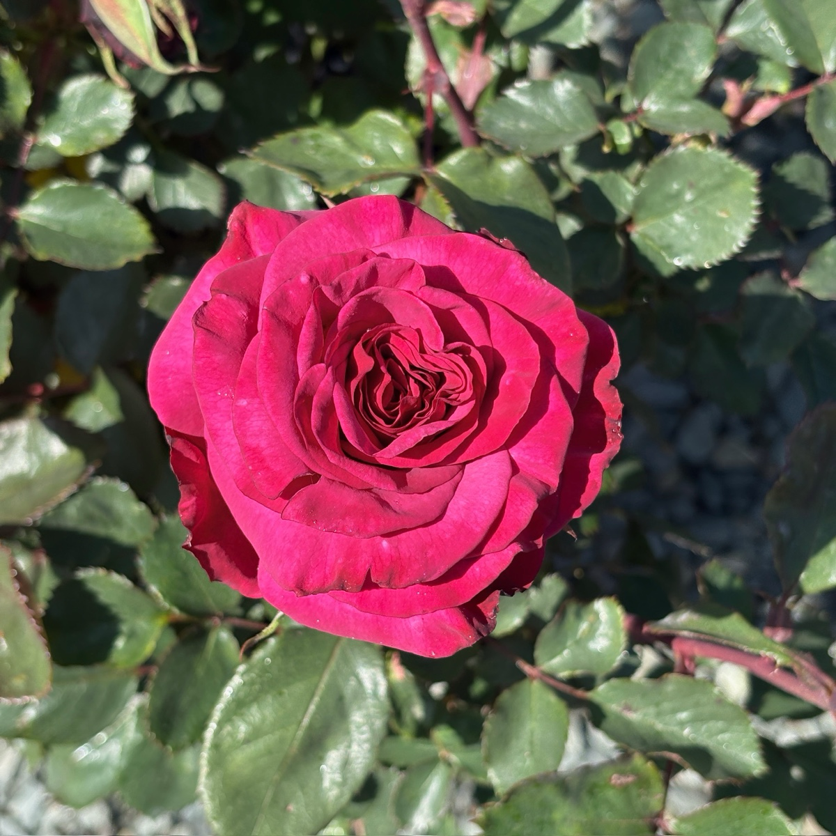 丰花月季-天使面容