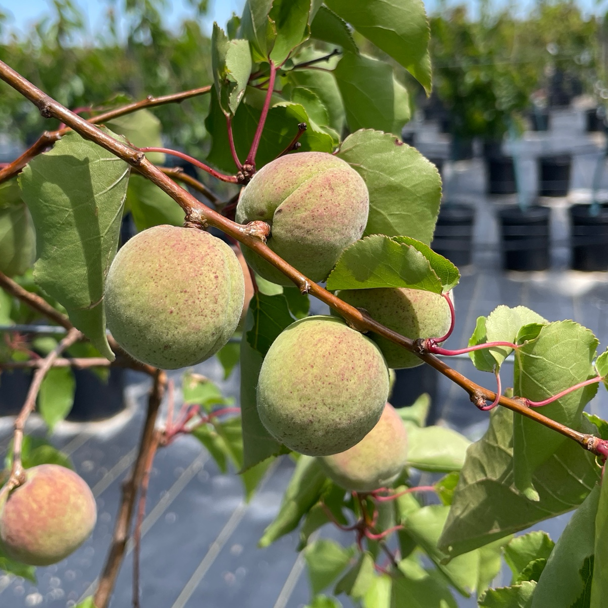 Apricot Tree - Blenheim Apricot