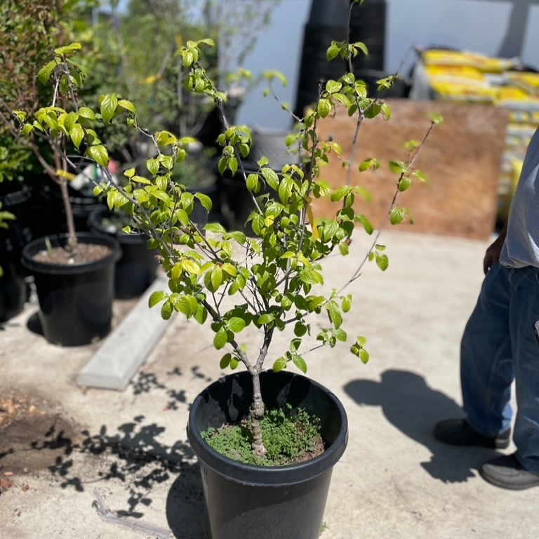 Deciduous Shrubs - Wintersweet
