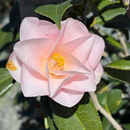 羽衣山茶花