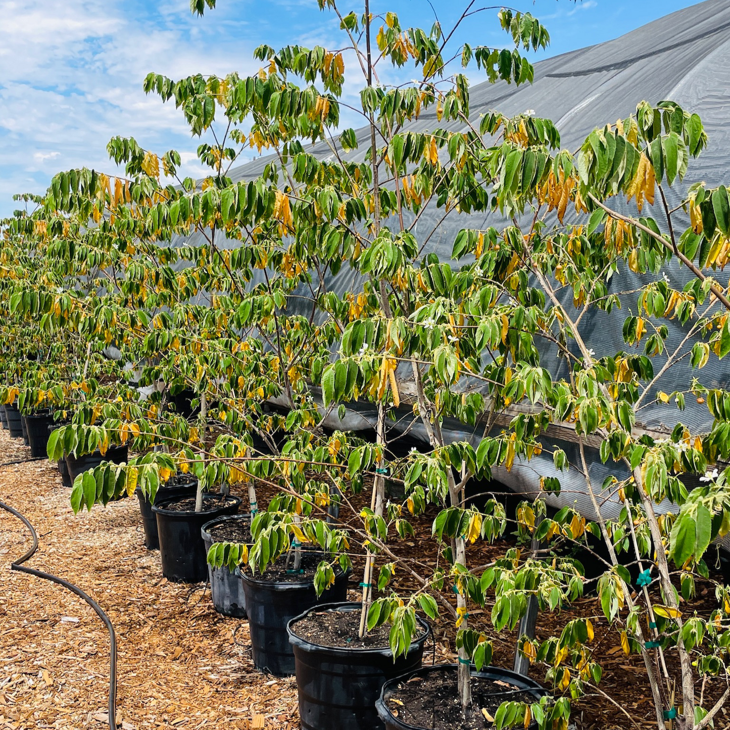 Rare fruit tree-Wending fruit